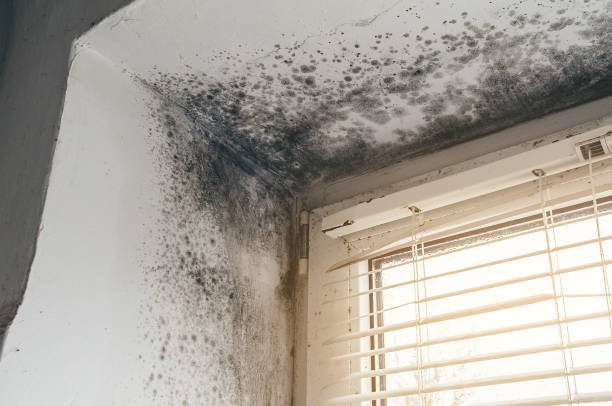 Affordable Basement Mold Removal solutions in Antioch, TN
